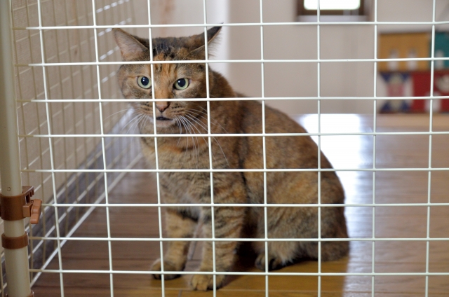 猫と暮らす家づくり7つのポイント