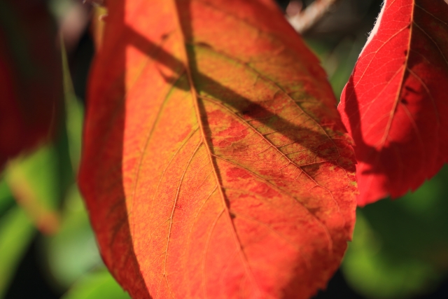 季節を感じられる｜春は花、夏は実、秋は紅葉