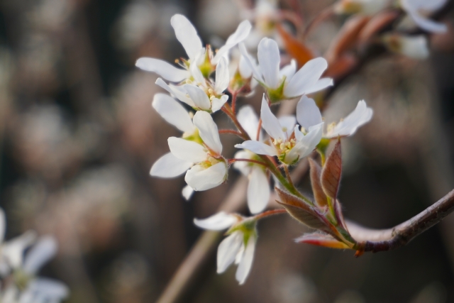 季節を感じられる｜春は花、夏は実、秋は紅葉