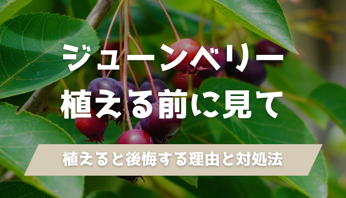 【植えるのちょっと待った！】ジューンベリーを庭木に植えると後悔する理由と対処法を徹底解説