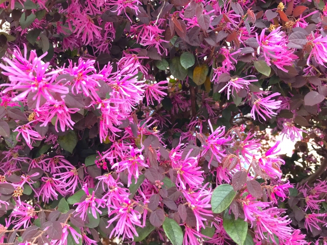 トキワマンサク