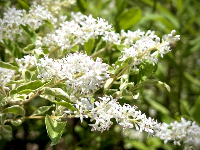 シルバープリペット