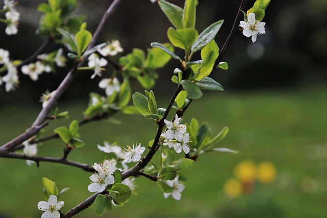 低木のシンボルツリーを植える前にチェックしたいポイント