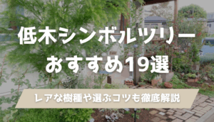 低木のシンボルツリー19種を家づくりのプロが厳選。玄関先に合う常緑・落葉の選び方、日当たり・虫・成長スピードのチェックポイント、サブツリーとの組み合わせ方までわかります。