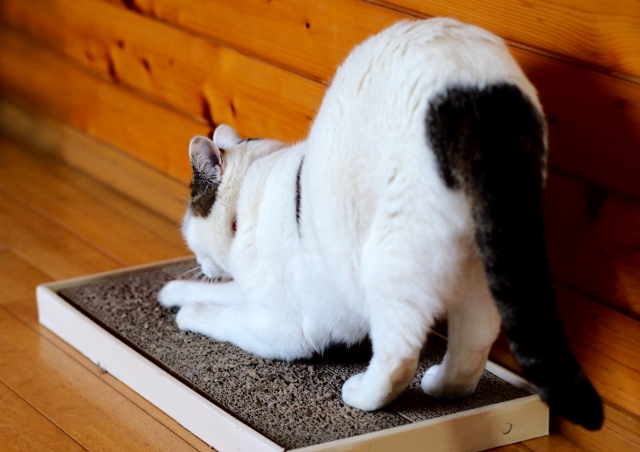 猫と暮らす家づくり7つのポイント